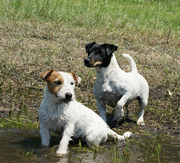Imagen del criaddor Vila DesCans