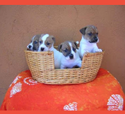 Primera imagen de Vila DesCans