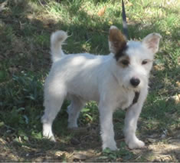 Imagen del criaddor Torre la Sabina