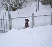 Imagen de Teckel de Fuentefria