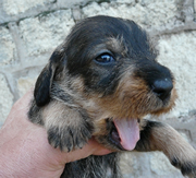 Imagen del criaddor Teckel de Fuentefria