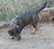 Imagen de Teckel de Fuentefria