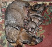 Primera imagen de Teckel de Fuentefria