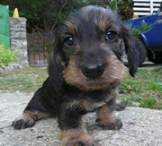 Imagen de Teckel de Fuentefria