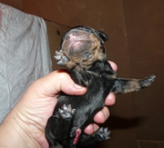 Imagen Teckel de Fuentefria