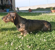 Imagen de Teckel de Fojanes