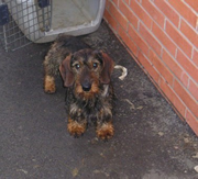 Imagen de Teckel de Fojanes