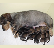 Primera imagen de Teckel de Fojanes