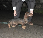 Imagen de Teckel de Fojanes