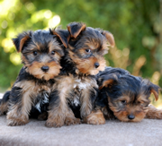 Imagen de CastillViejo