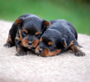 Imagen del criaddor CastillViejo