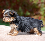 Imagen de CastillViejo