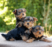 Imagen de CastillViejo