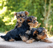 Imagen de CastillViejo