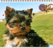 Primera imagen de Kirdalia