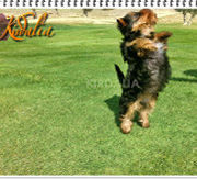 Imagen del criaddor Kirdalia