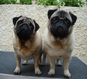 Imagen de Potxolos Pugs