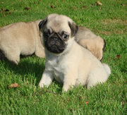 Imagen de Potxolos Pugs