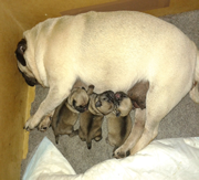 Primera imagen de Potxolos Pugs