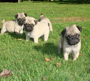 Imagen de Potxolos Pugs