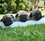 Imagen Potxolos Pugs