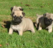 Imagen de Potxolos Pugs