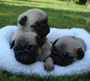 Imagen del criaddor Potxolos Pugs