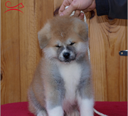 Imagen del criaddor Ka Yo�yoi Tomodachi