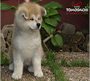 Imagen Ka Yo�yoi Tomodachi