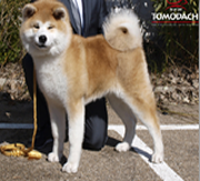 Imagen de Ka Yo�yoi Tomodachi