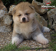 Imagen de Ka Yo�yoi Tomodachi