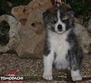 Imagen de Ka Yo�yoi Tomodachi