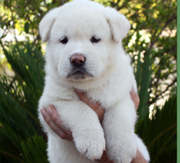 Primera imagen de Canquercus