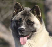 Imagen de Canquercus