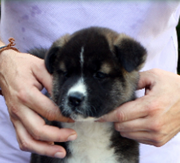 Imagen de Canquercus