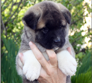 Imagen del criaddor Canquercus