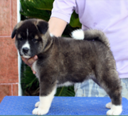 Imagen de Canquercus