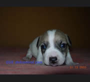 Imagen de Del Cam� Ral