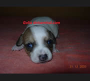 Imagen Del Cam� Ral