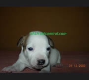 Imagen del criaddor Del Cam� Ral