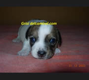 Imagen de Del Cam� Ral