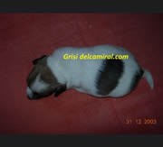 Imagen de Del Cam� Ral