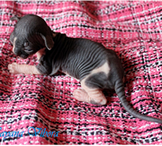 Imagen de Hayana Sphynx