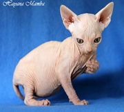 Imagen del criaddor Hayana Sphynx