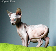 Imagen de Hayana Sphynx