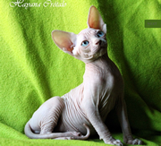 Imagen Hayana Sphynx