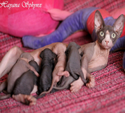 Primera imagen de Hayana Sphynx