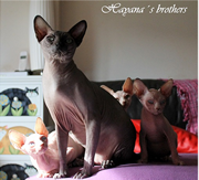 Imagen de Hayana Sphynx