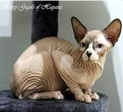 Imagen de Hayana Sphynx