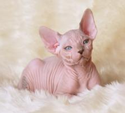 Imagen de Candela Sphynx